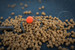Przypon do tyczki Matrix MXC-3 Bait Band