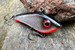 Cykada Great Fish Neon Cicada