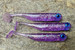 Guma spinningowa Great Fish GF1